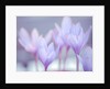 Crocus flowers by Assaf Frank
